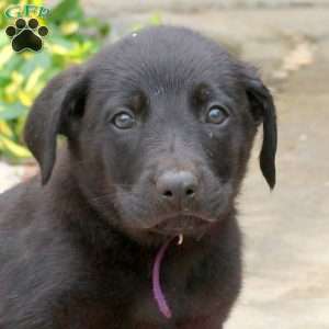 Pepsi, English Shepherd Mix Puppy