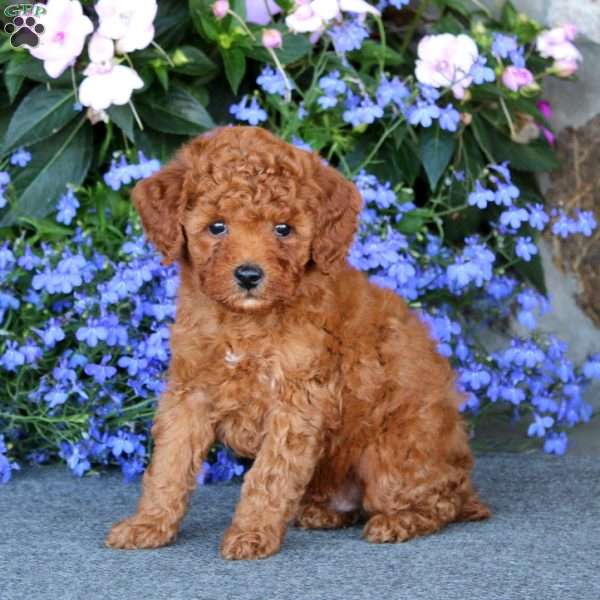 Pepsi, Miniature Poodle Puppy