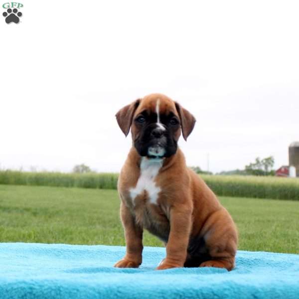 Pepsi, Boxer Puppy