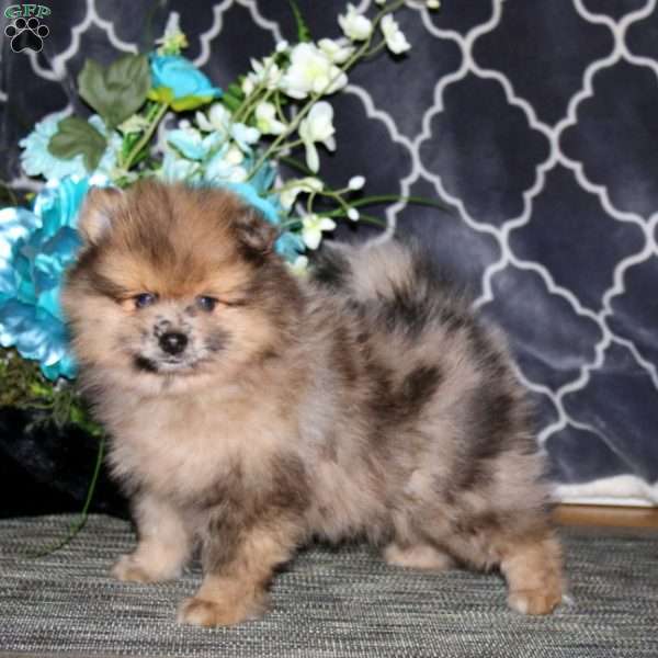 Pepsi, Pomeranian Puppy