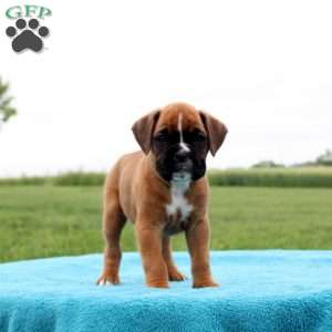 Pepsi, Boxer Puppy