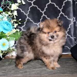 Pepsi, Pomeranian Puppy