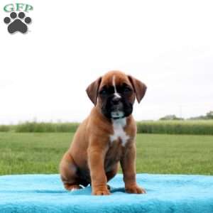 Pepsi, Boxer Puppy