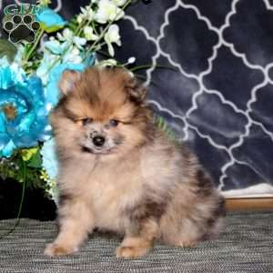 Pepsi, Pomeranian Puppy