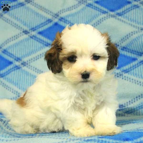 Percy, Teddy Bear Puppy