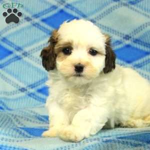 Percy, Teddy Bear Puppy