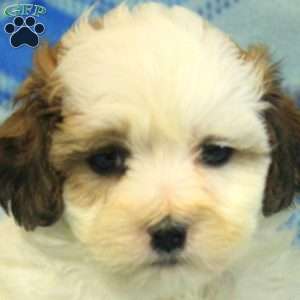 Percy, Teddy Bear Puppy