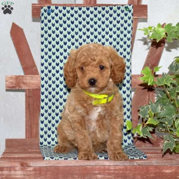 Pesto, Cockapoo Puppy