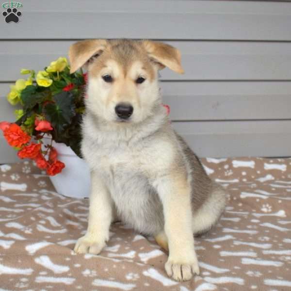 Petals, German Shepherd Mix Puppy