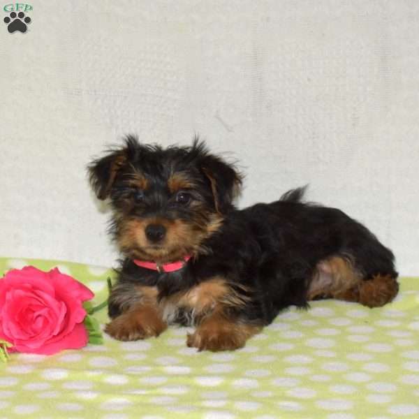 Petals, Yorkie Puppy
