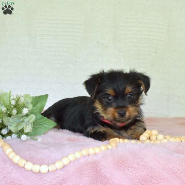Petals, Yorkie Puppy