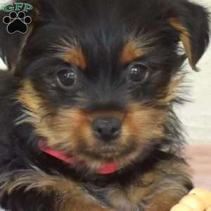 Petals, Yorkie Puppy