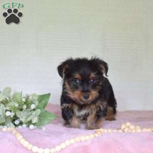 Petals, Yorkie Puppy