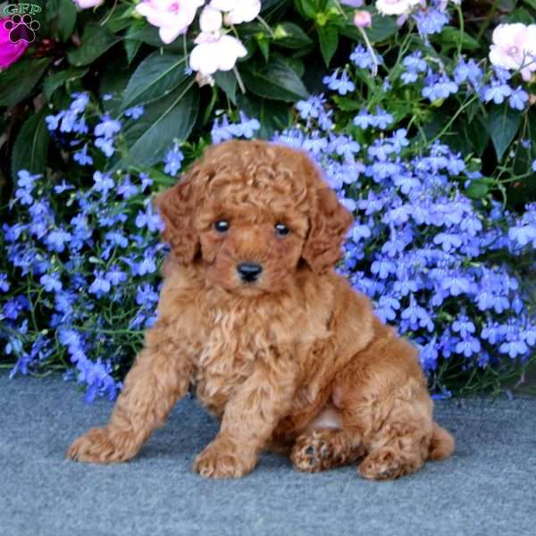 Petals, Miniature Poodle Puppy