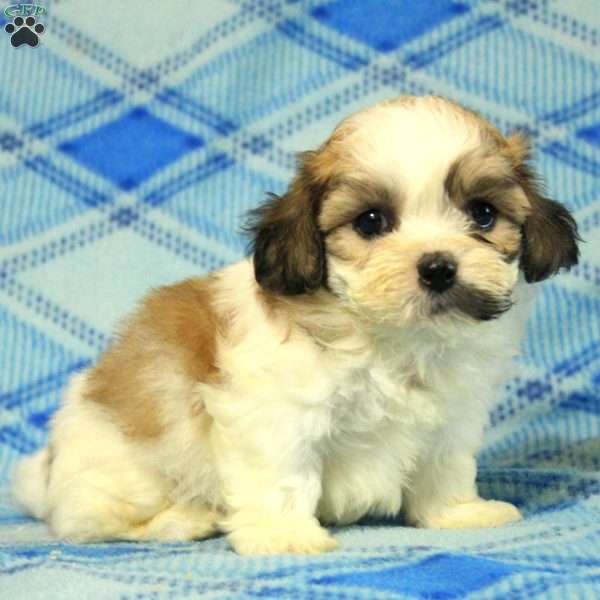 Pete, Teddy Bear Puppy