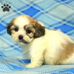 Pete, Teddy Bear Puppy