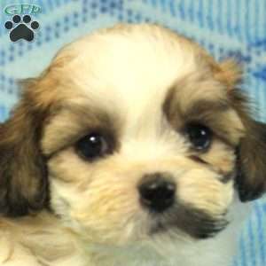 Pete, Teddy Bear Puppy