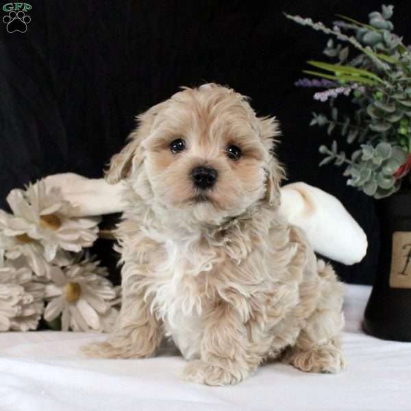 Peter, Maltipoo Puppy