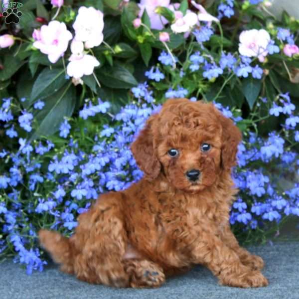 Petunia, Miniature Poodle Puppy