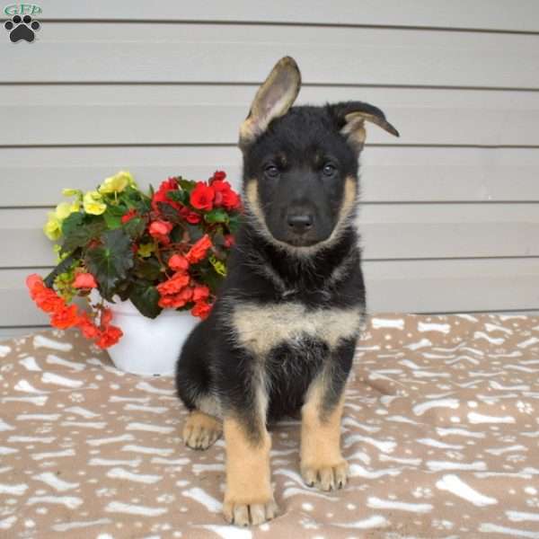 Phantom, German Shepherd Mix Puppy
