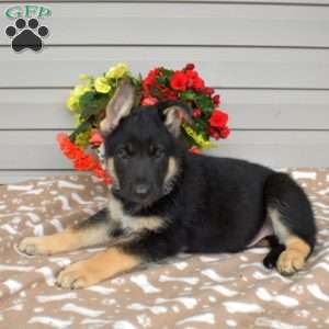Phantom, German Shepherd Mix Puppy