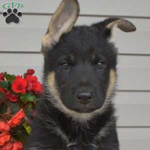 Phantom, German Shepherd Mix Puppy