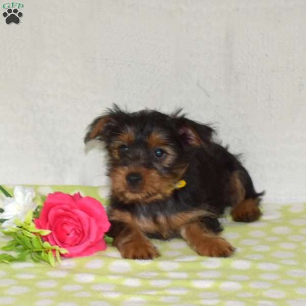 Phoebe, Yorkie Puppy