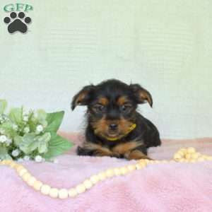 Phoebe, Yorkie Puppy