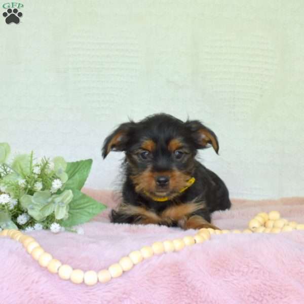 Phoebe, Yorkie Puppy