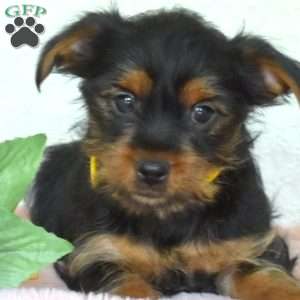 Phoebe, Yorkie Puppy