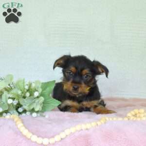 Phoebe, Yorkie Puppy
