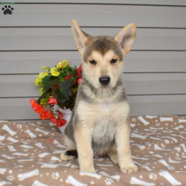 Phoenix, German Shepherd Mix Puppy