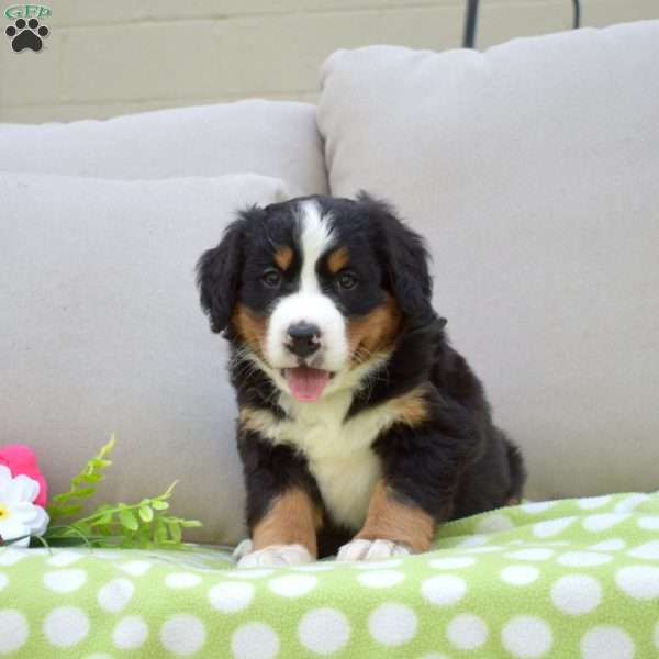 Phoenix, Bernese Mountain Dog Puppy