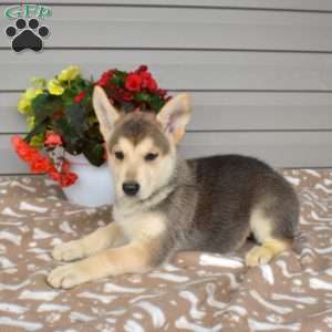 Phoenix, German Shepherd Mix Puppy