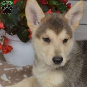 Phoenix, German Shepherd Mix Puppy