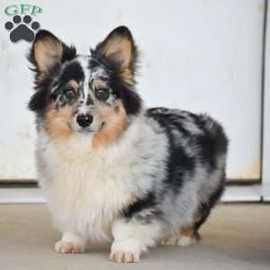 Paul, Pembroke Welsh Corgi Puppy