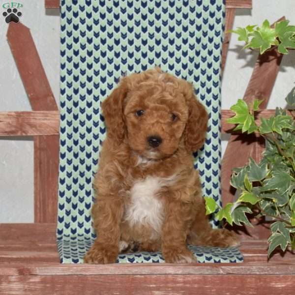 Pickles, Cockapoo Puppy
