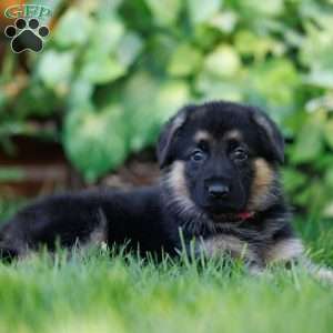 Chloe, German Shepherd Puppy