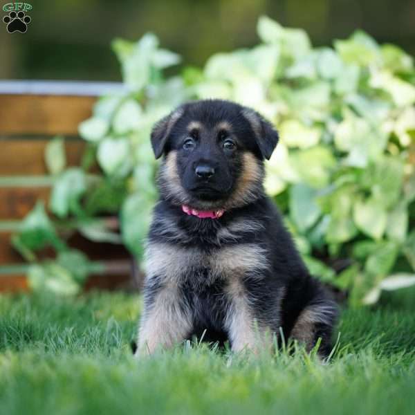 Chloe, German Shepherd Puppy
