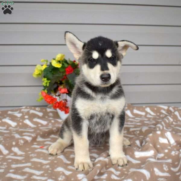 Pixie, German Shepherd Mix Puppy