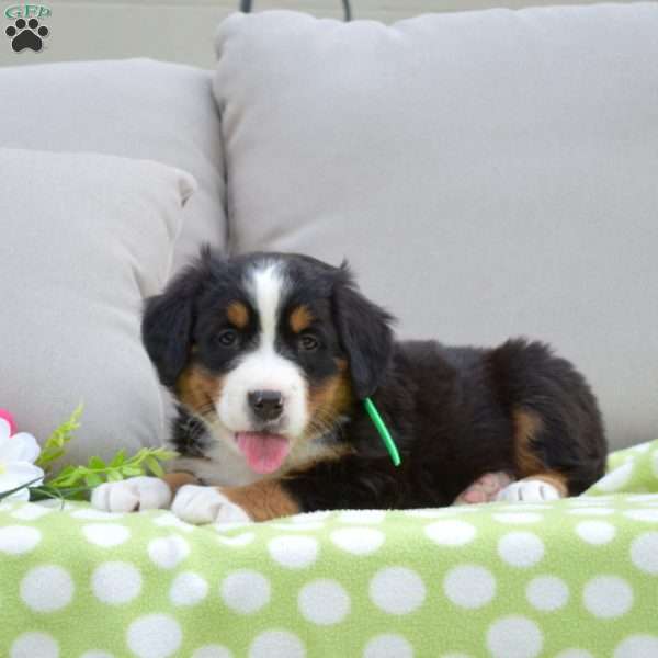 Pixie, Bernese Mountain Dog Puppy