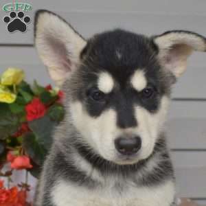 Pixie, German Shepherd Mix Puppy