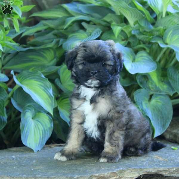 Pogo, Miniature Poodle Mix Puppy