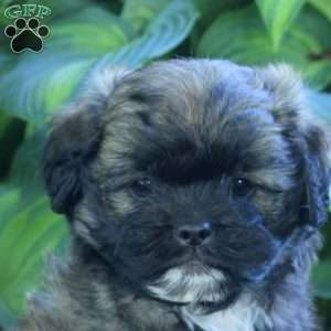 Pogo, Miniature Poodle Mix Puppy