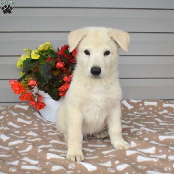 Polar, German Shepherd Mix Puppy