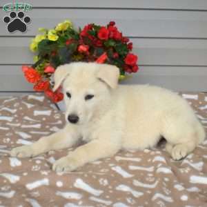 Polar, German Shepherd Mix Puppy