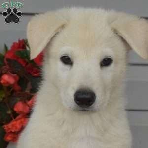 Polar, German Shepherd Mix Puppy