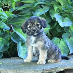 Miniature Poodle Mix Puppies For Sale | Greenfield Puppies