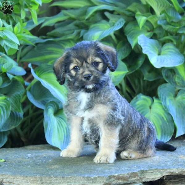 Poppy, Miniature Poodle Mix Puppy