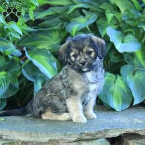 Poppy, Miniature Poodle Mix Puppy